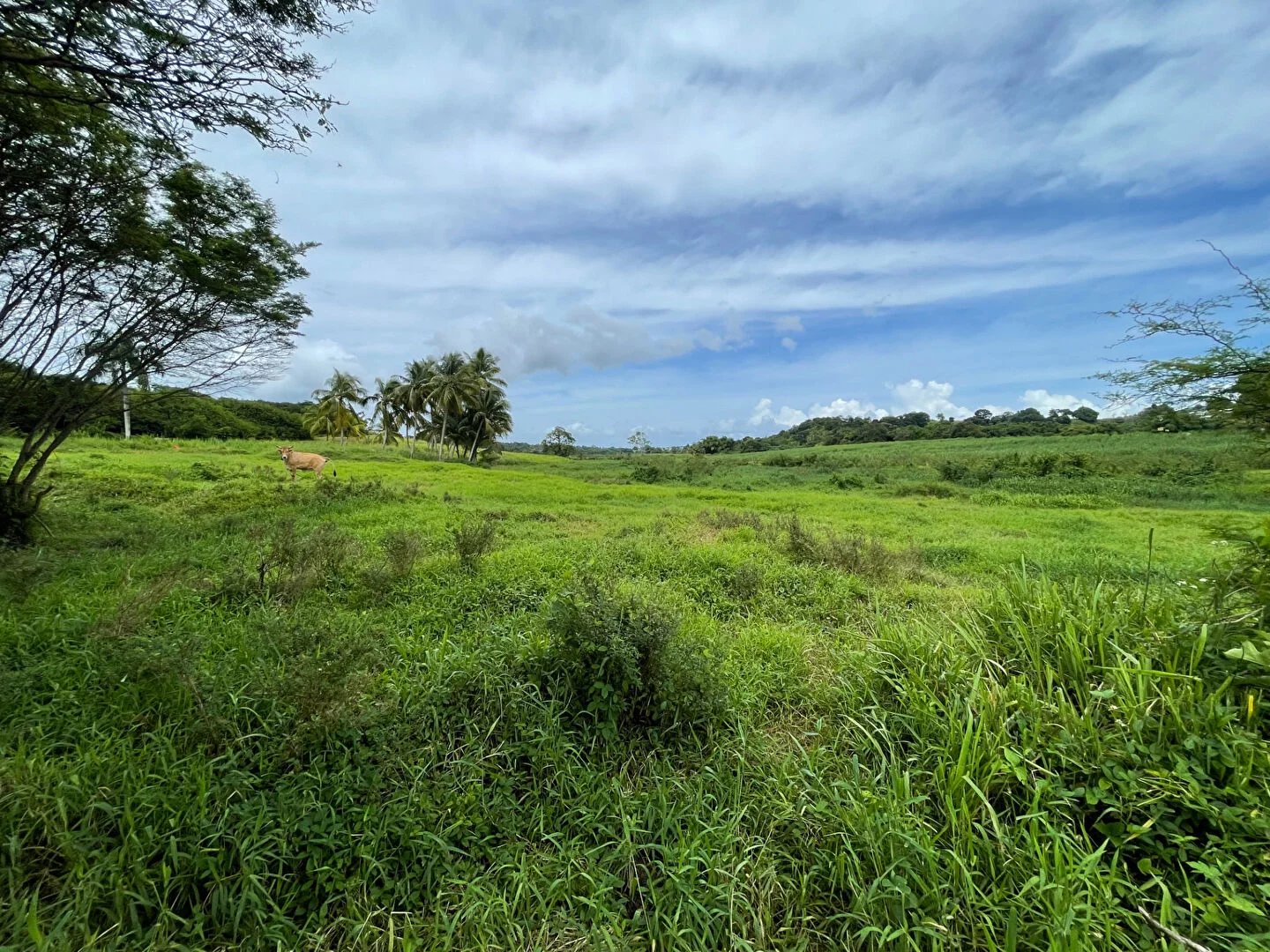 Terrain à vendre